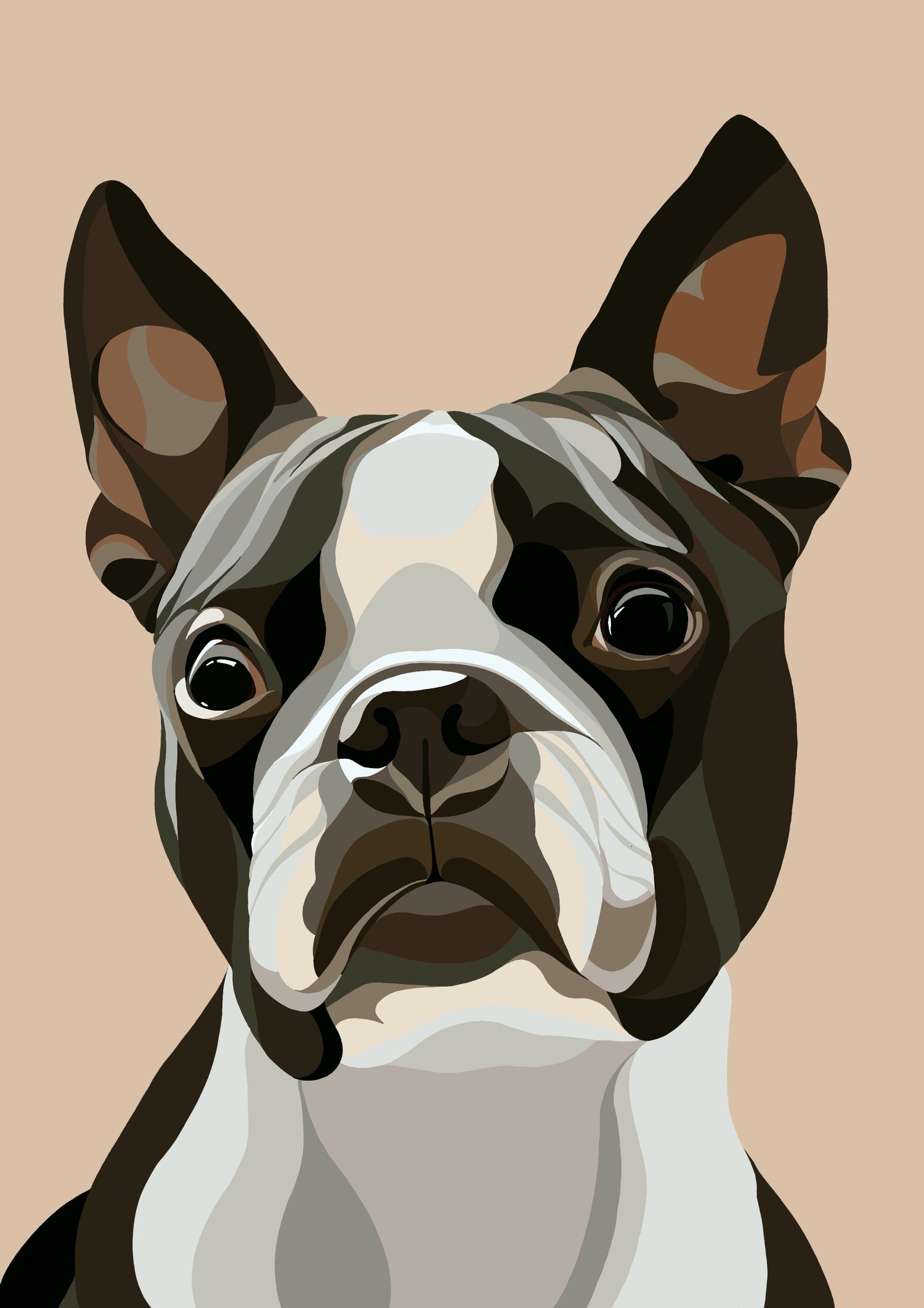 BOSTON TERRIER